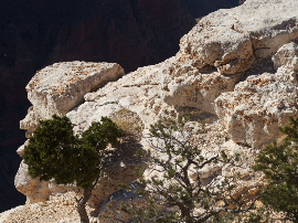 AVICENA. EL CANON DE LA MEDICINA