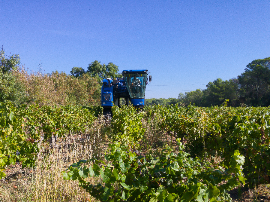 SANZ CALVO Cosechero Clarete