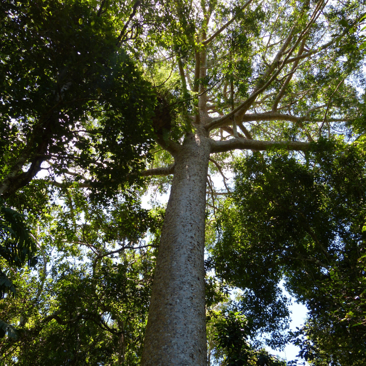 a la sombra del arbol kauri trilogia del arbol kauri 2