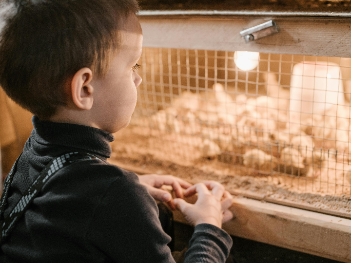 accesorios de incubacion para incubadora casera y seguimiento del embrion