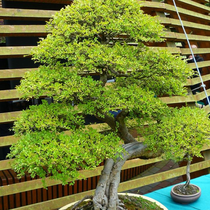 acer palmatum arakawa bonsai importado de japon