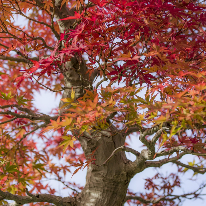 acer palmatum deshojo bonsai 13 anos arce japones palmeado