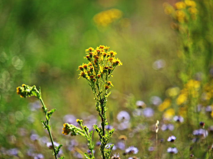 ambrosia chocolate blanco pack 4 tirma