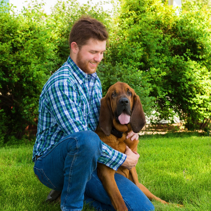 analisis de alarmas para hogares con mascotas cual es la mejor opcion de seguridad para tu mascota