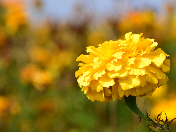 analisis de dos claveles la elegancia en los mejores vinos