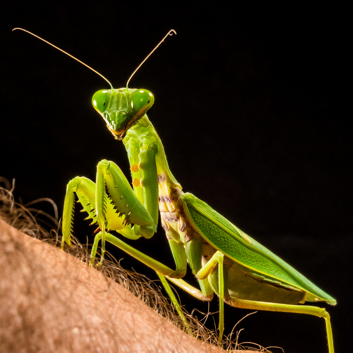 analisis de la fiesta de la langosta de a guarda 2024 idescubre por que es un imperdible en el calendario turistico espanol
