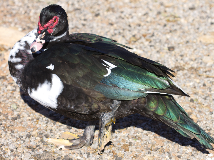 analisis de la mochila altus escolar la mejor companera para tu aventura en la montana