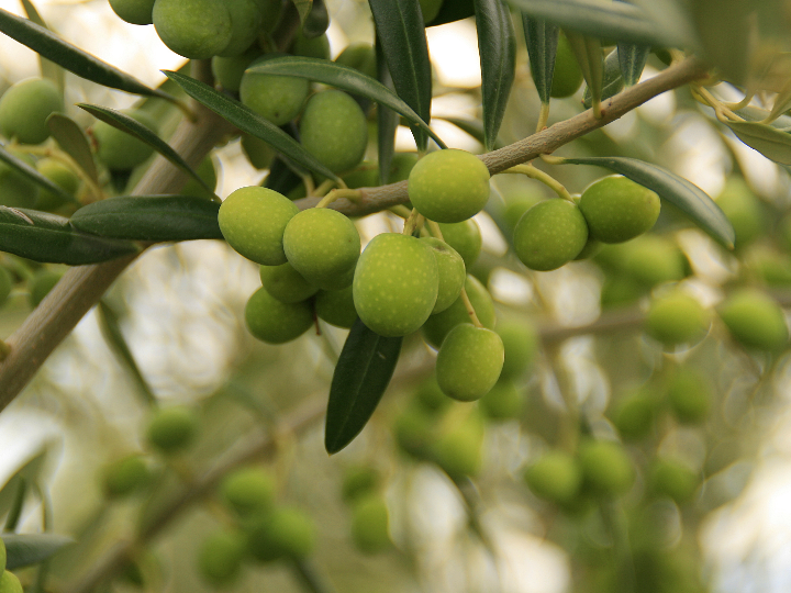 analisis de precios los mejores infiltradores para olivos a examen