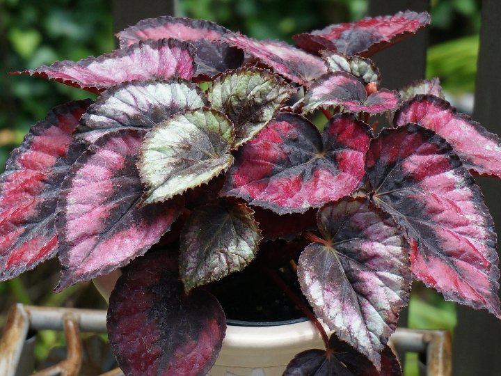 begonia siempre florida super olympia white