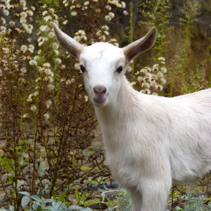 beneficios del kefir de cabra