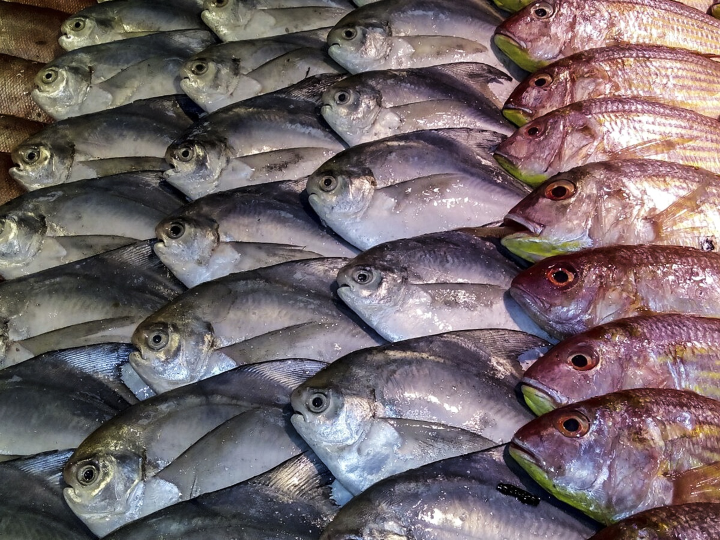 biomasters analisis de los mejores productos para tus peces y curiosidades del mundo acuatico