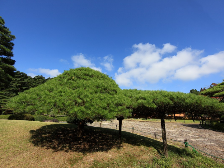 bonsai pino sakura de 3 anos de edad