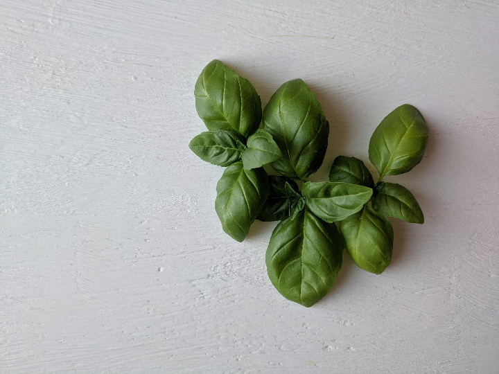 brotes de albahaca morada