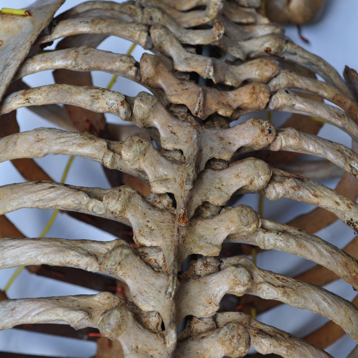 caja huesitos original 24 barritas de 40 gr