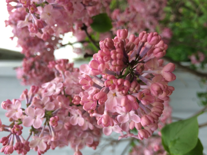 callicarpa bodinieri var giraldii profusion