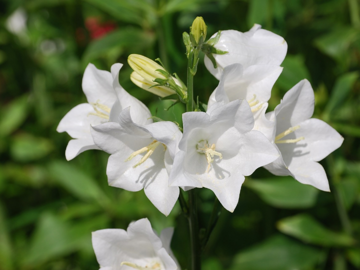 campanilla blanca 6 cm