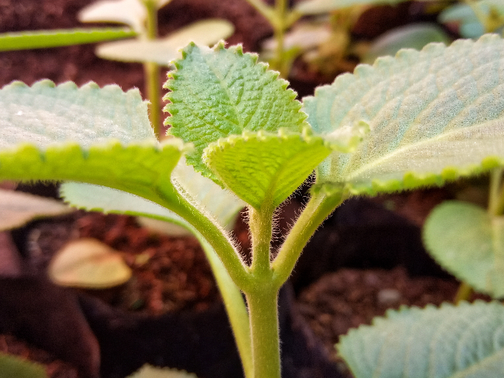caramelos smint mint xxl sabor menta 8 botes de 150uds