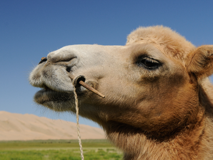 chicles rellenos huevos de camello 200uds fini golosinas