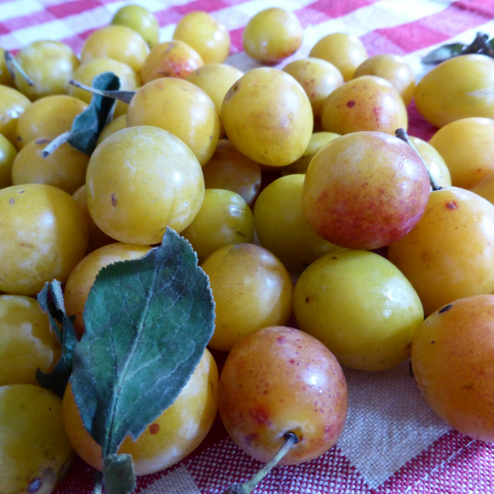 ciruelas prunas sin hueso eco granel