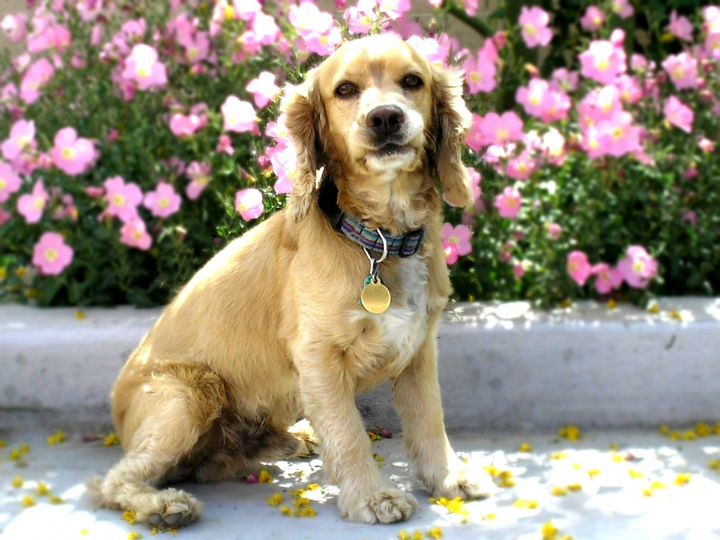 cocker spaniel blanco y canela un perro alegre y carinoso