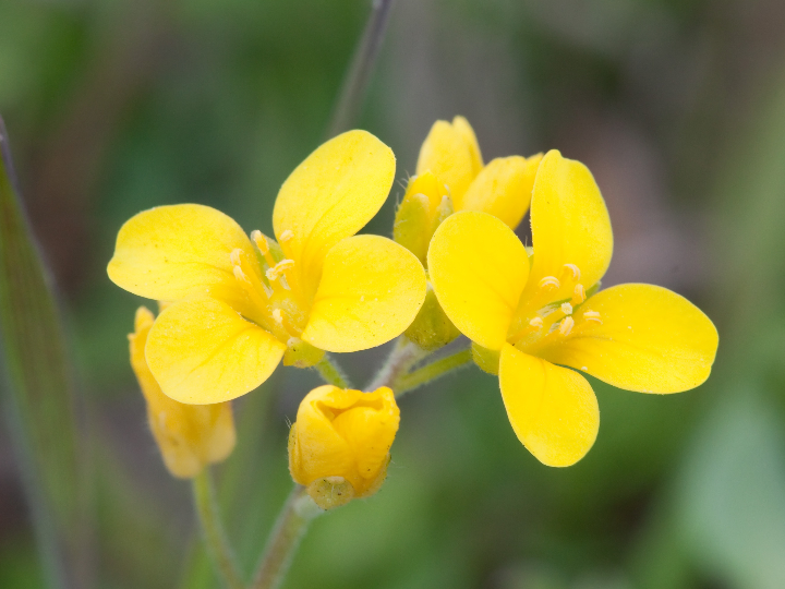 combatir el insomnio flores de bach tu solucion