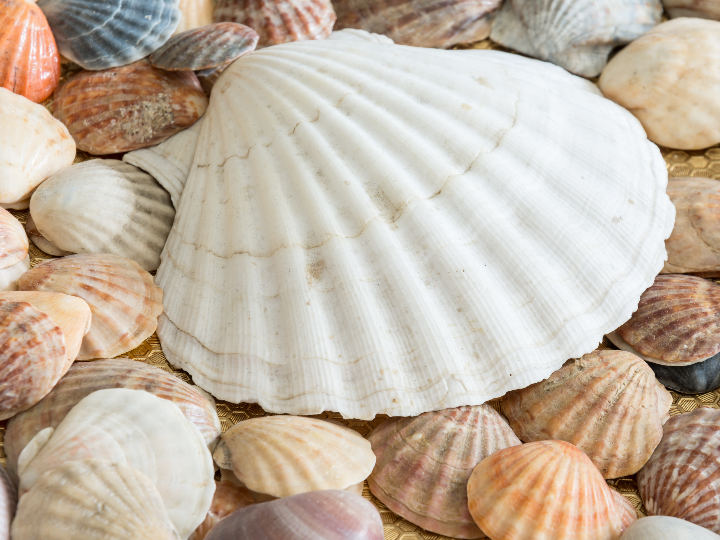 como cocinar ostras a la plancha