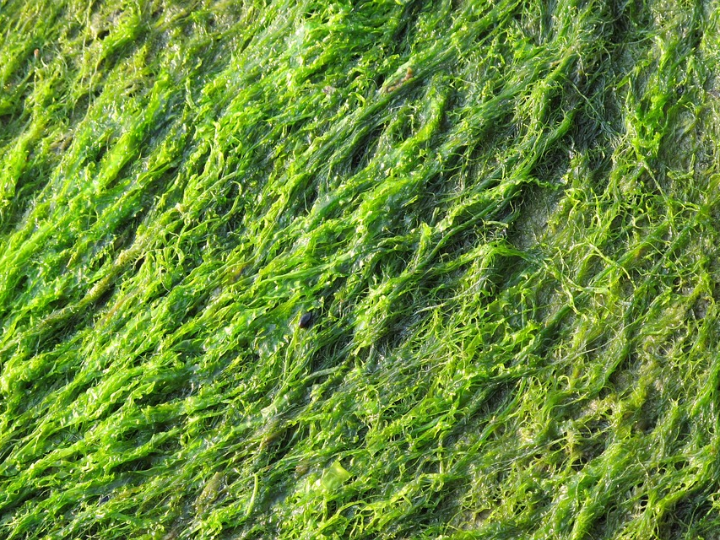 como hacer crecer el pelo 10 cm en un mes con metodos caseros