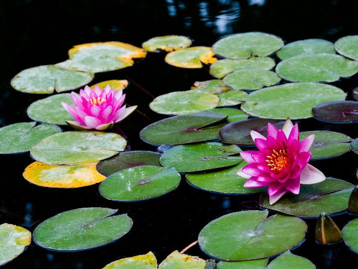 comprar plantas en zamora