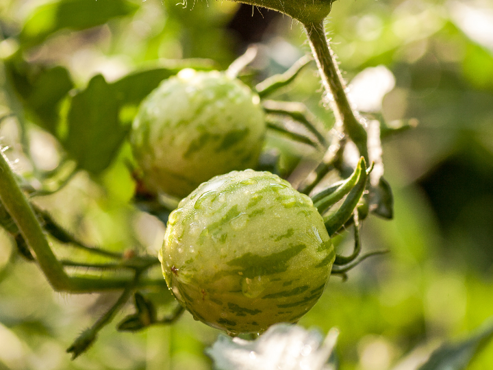 comprar tomates directamente al agricultor