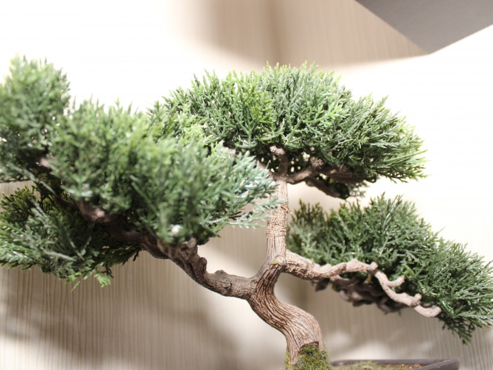 comprar un bonsai alicante