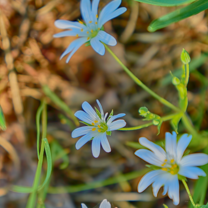 cool school little market juego de mesa djeco desde 5 anos