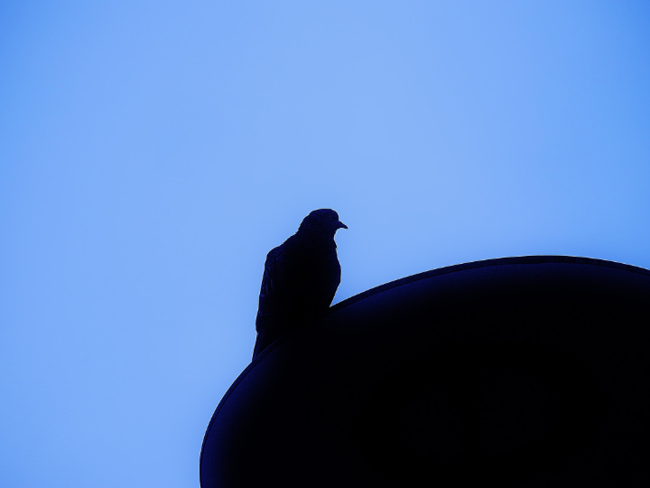 criaturas de las sombras