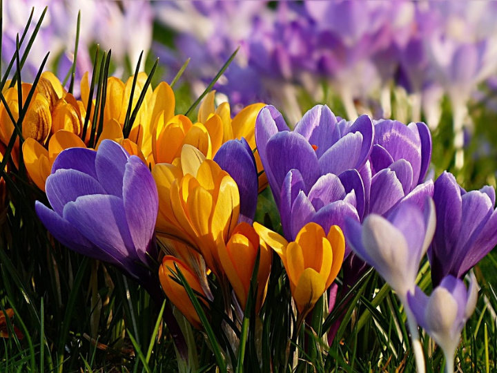 crocus tommasinianus gigante rubi x 20