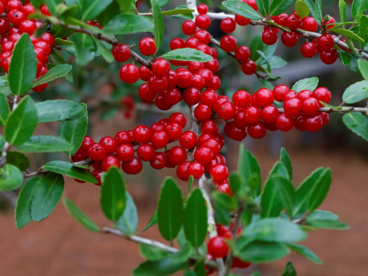cuantas bayas de goji al dia guia completa de consumo en productos veganos