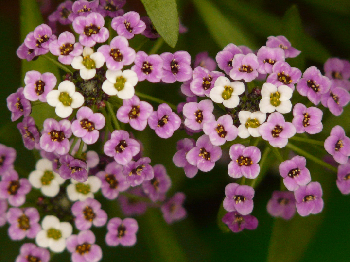 culinaris verbena bonariensis bio
