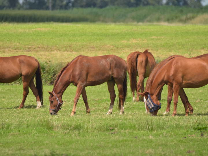 descubre como montar claras en thermomix de forma facil y rapida consejos y trucos imprescindibles