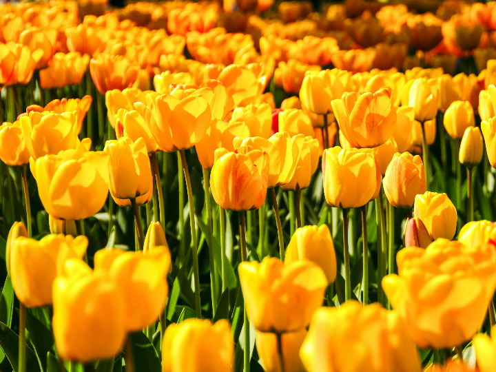 descubre cuantos tulipanes puedes obtener de un solo bulbo en tu jardin