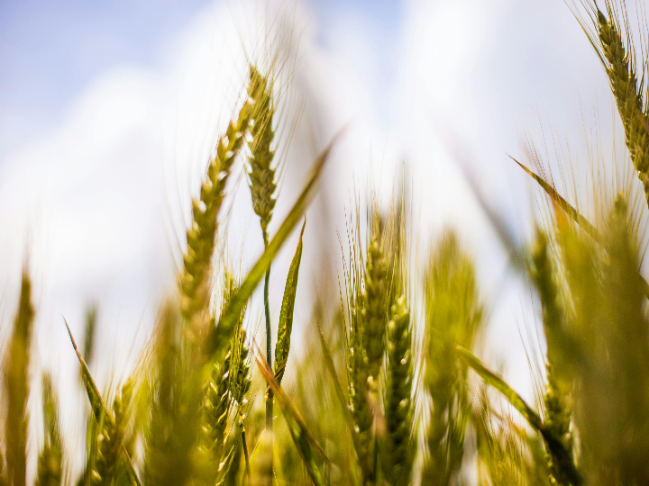 descubre el increible campo de futbol cavaleri en mairena del aljarafe una joya deportiva que no puedes perderte