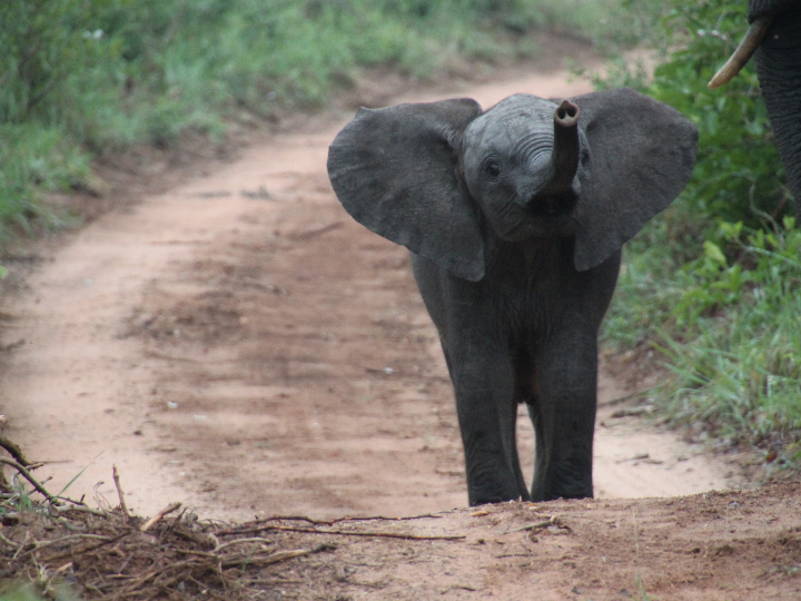 descubre por que beber lucozade puede ser la clave para mejorar tu rendimiento analisis positivos de este producto internacional
