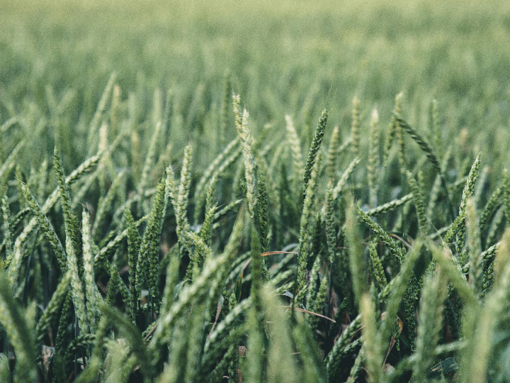 descubre por que el trigo para kibe es la eleccion perfecta para tus platos internacionales
