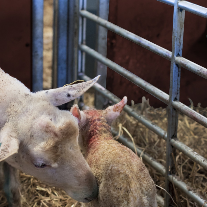 dia del cordero por que merece ser celebrado