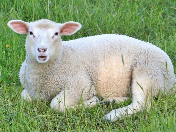 disfraz de oveja para adulto navidad