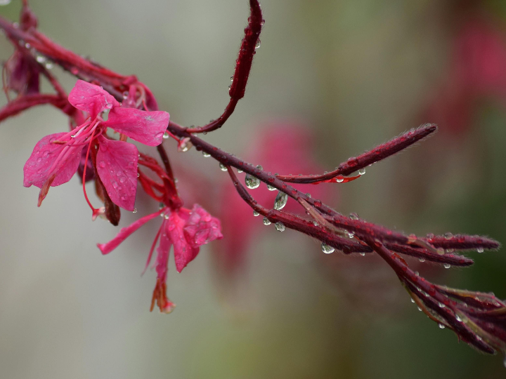 donde comprar harina manitoba de calidad analisis positivo de este producto internacional