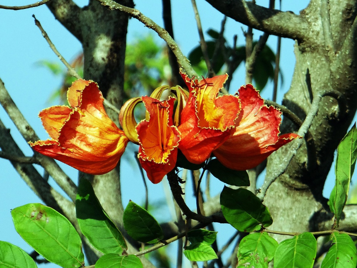 el bonsai africano trichodiadema bulbosum