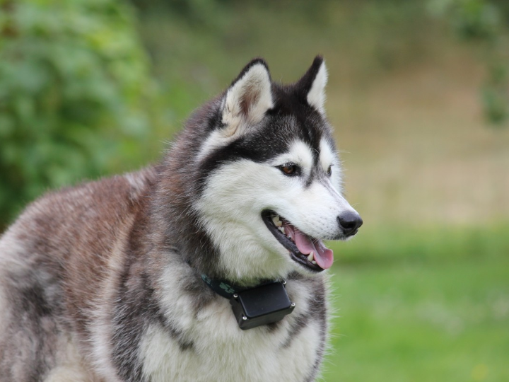 el perro esquimal americano caracteristicas cuidados y salud
