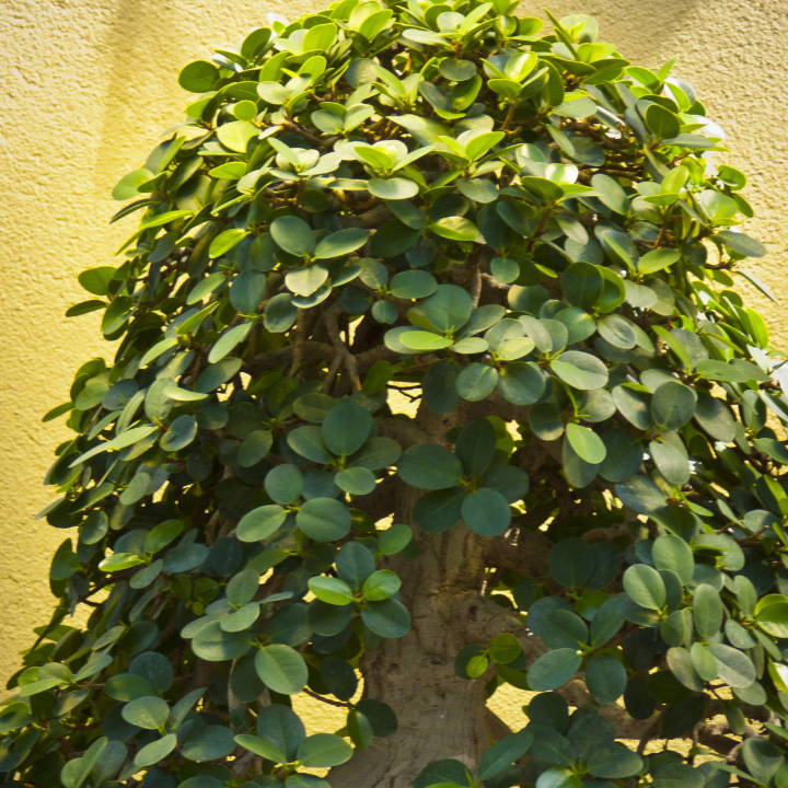 exclusive bonsai ligustrum ovalifolium 21 years privet