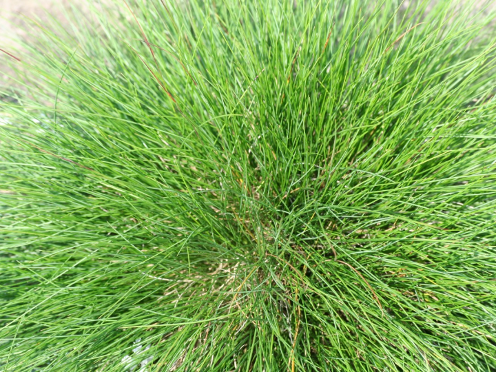 festuca ovina var glauca festuca azul