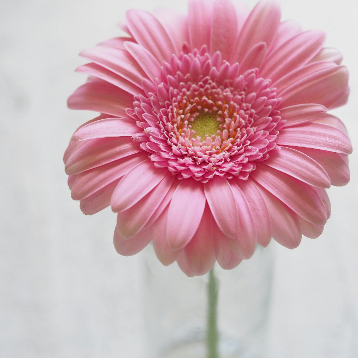 gerber cereal for baby multicereales 180 gr