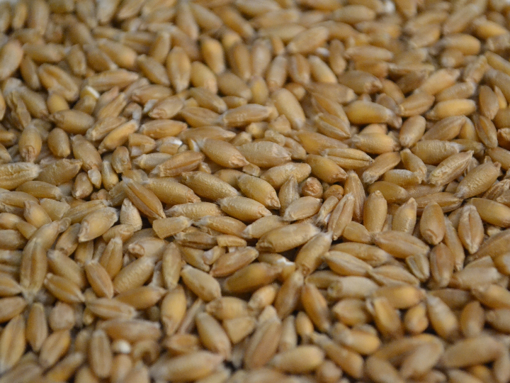 grano de mijo pelado eco