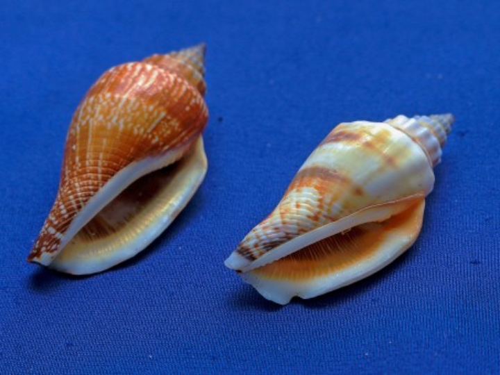 grisi conch nacar dermojab 100